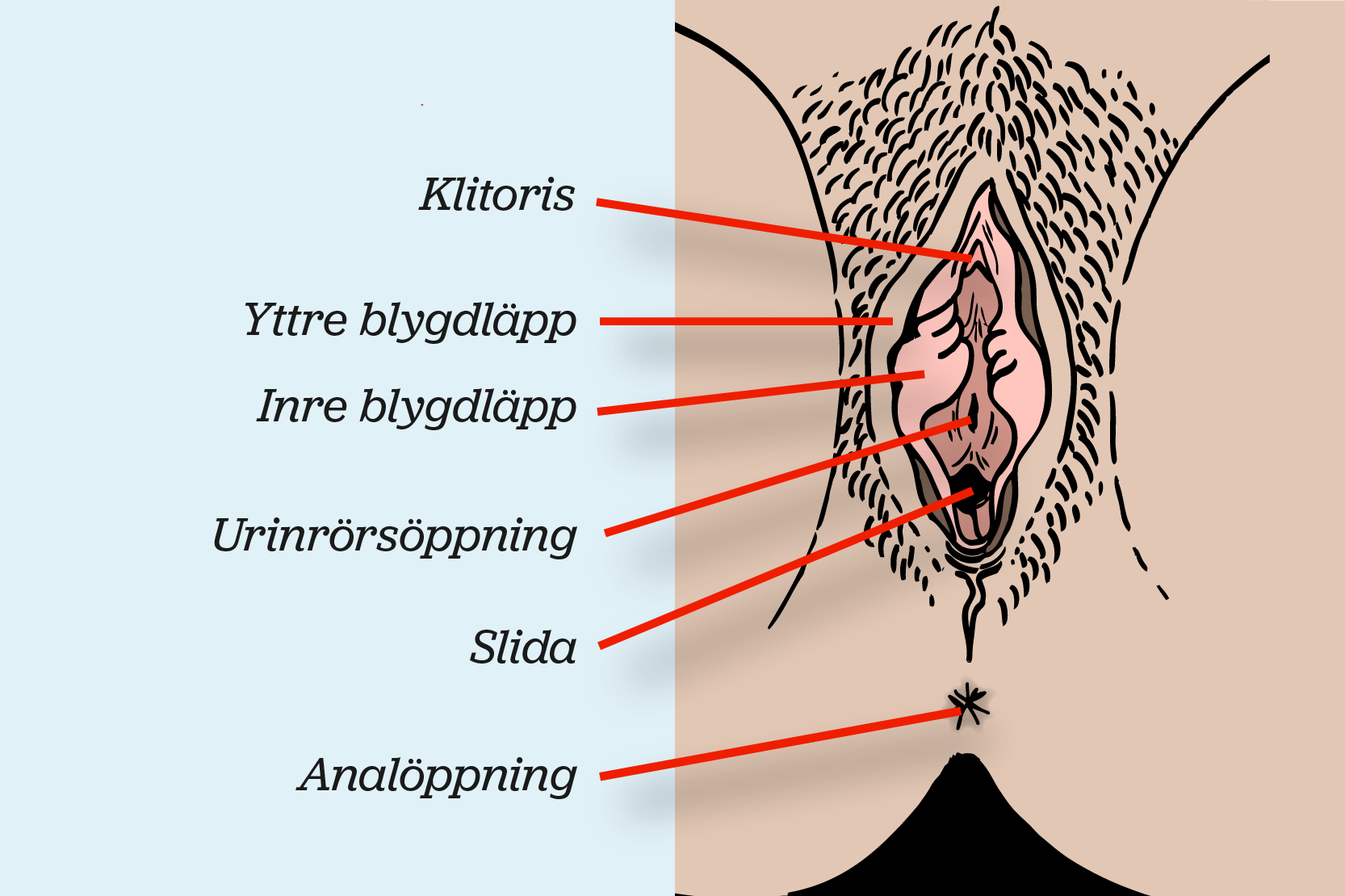 En snippa med klitoris, blygdläppar, urinrörsöppning, slida och analöppning. Illustration