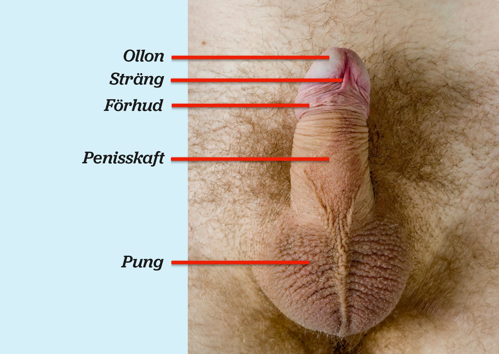 Fotografi av en penis underifrån med ollon, sträng, förhud, penisskaft och pung utmärkt.
