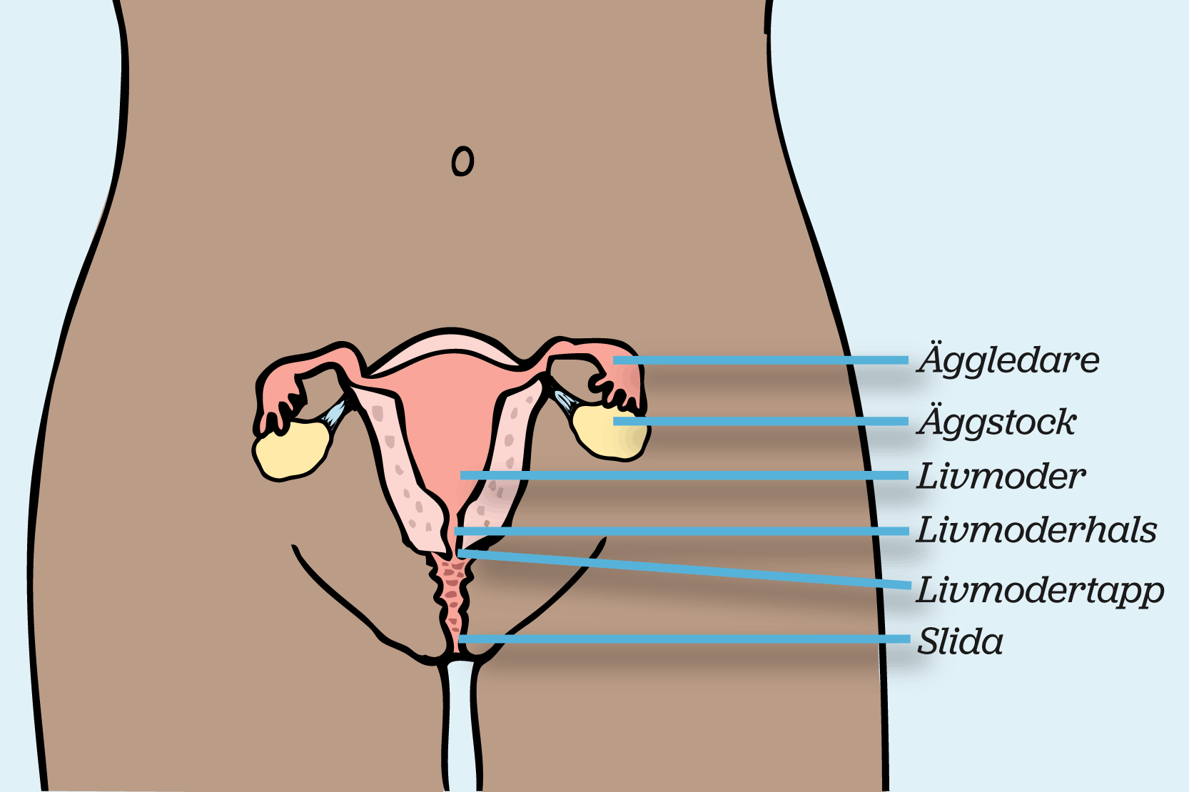 En tecknad bild på livmoderns och slidans olika delar.