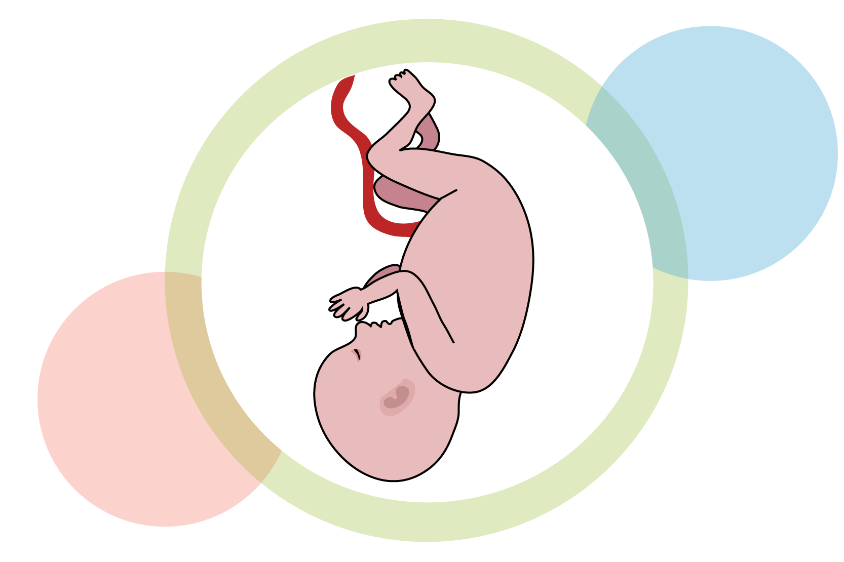 Ett foster med navelsträng, illustration.