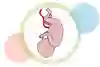 Ett foster med navelsträng, illustration.