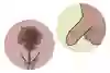 En bild på en snippa och en bild på en penis och pung, illustrationer.