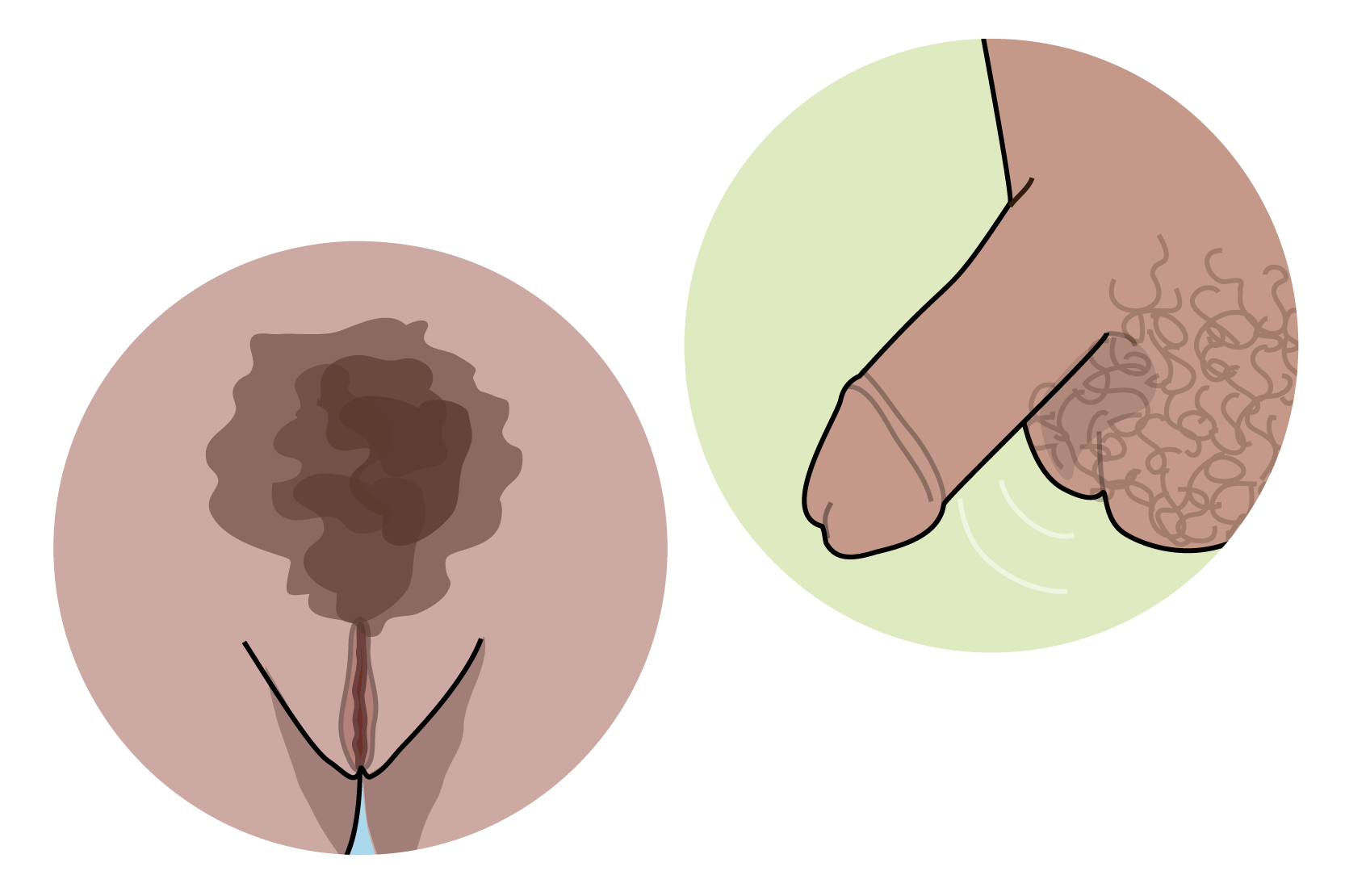En bild på en snippa och en bild på en penis och pung, illustrationer.