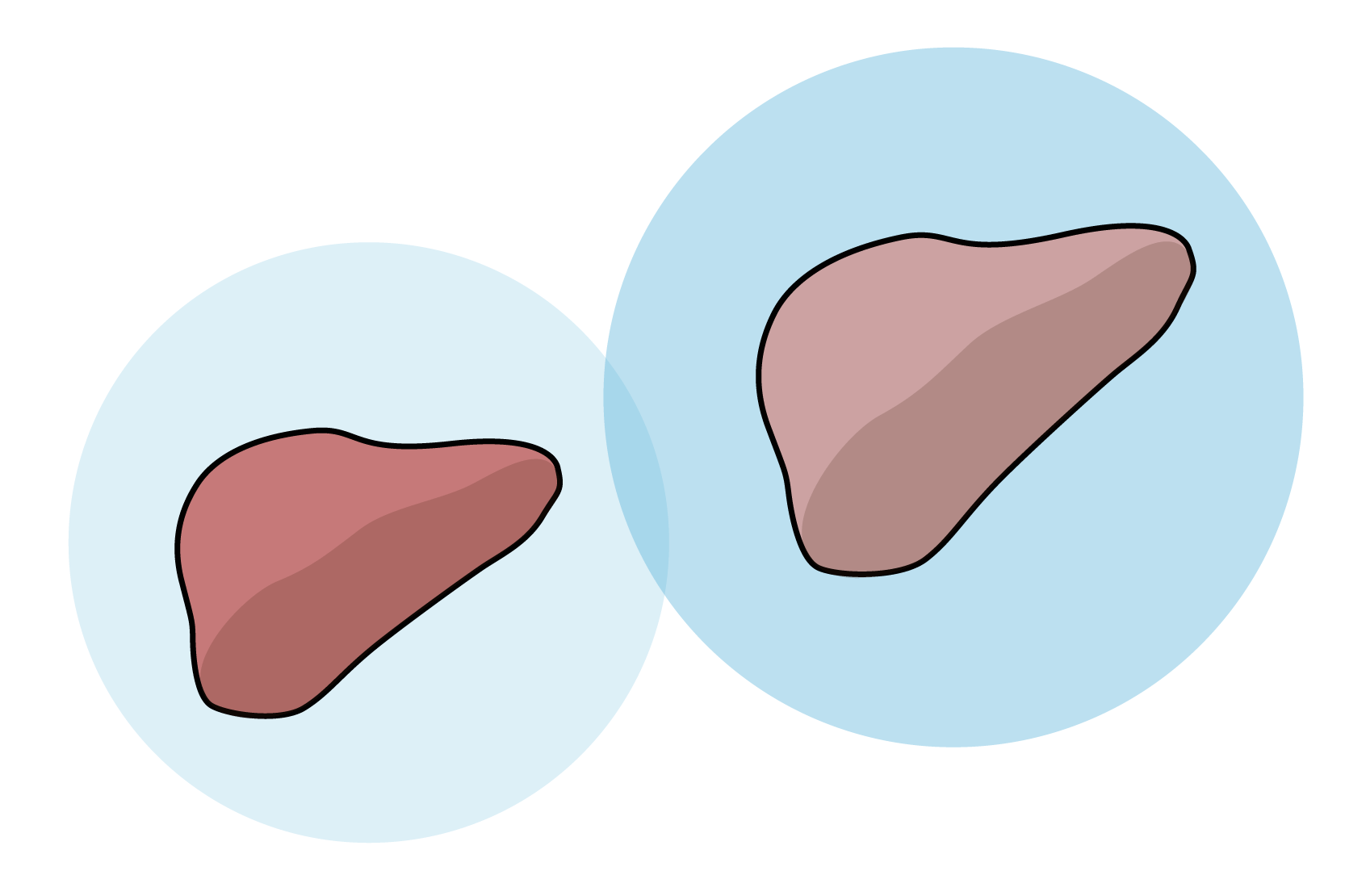 En bild av en lever som den ser ut inuti kroppen och en bild av samma lever som är förstorad och gråare i färgen. Illustration.