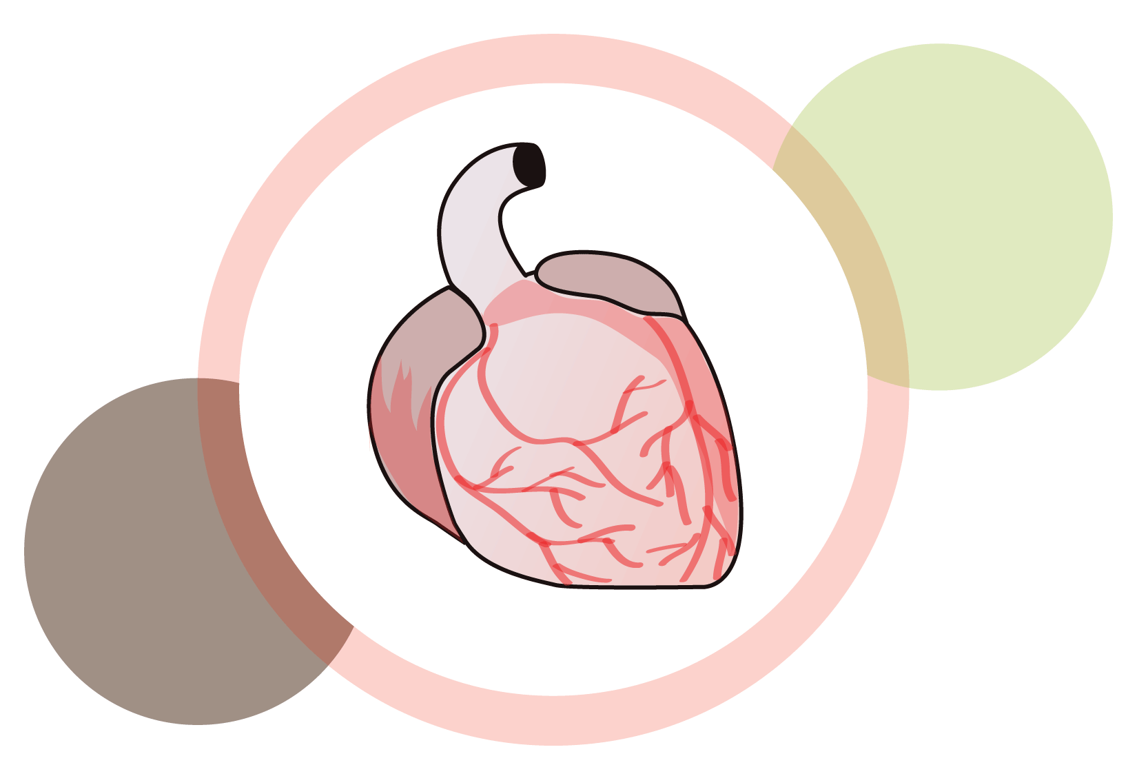 Ett hjärta, så som det ser ut inuti kroppen. Illustration.