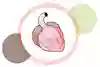 Ett hjärta, så som det ser ut inuti kroppen. Illustration.
