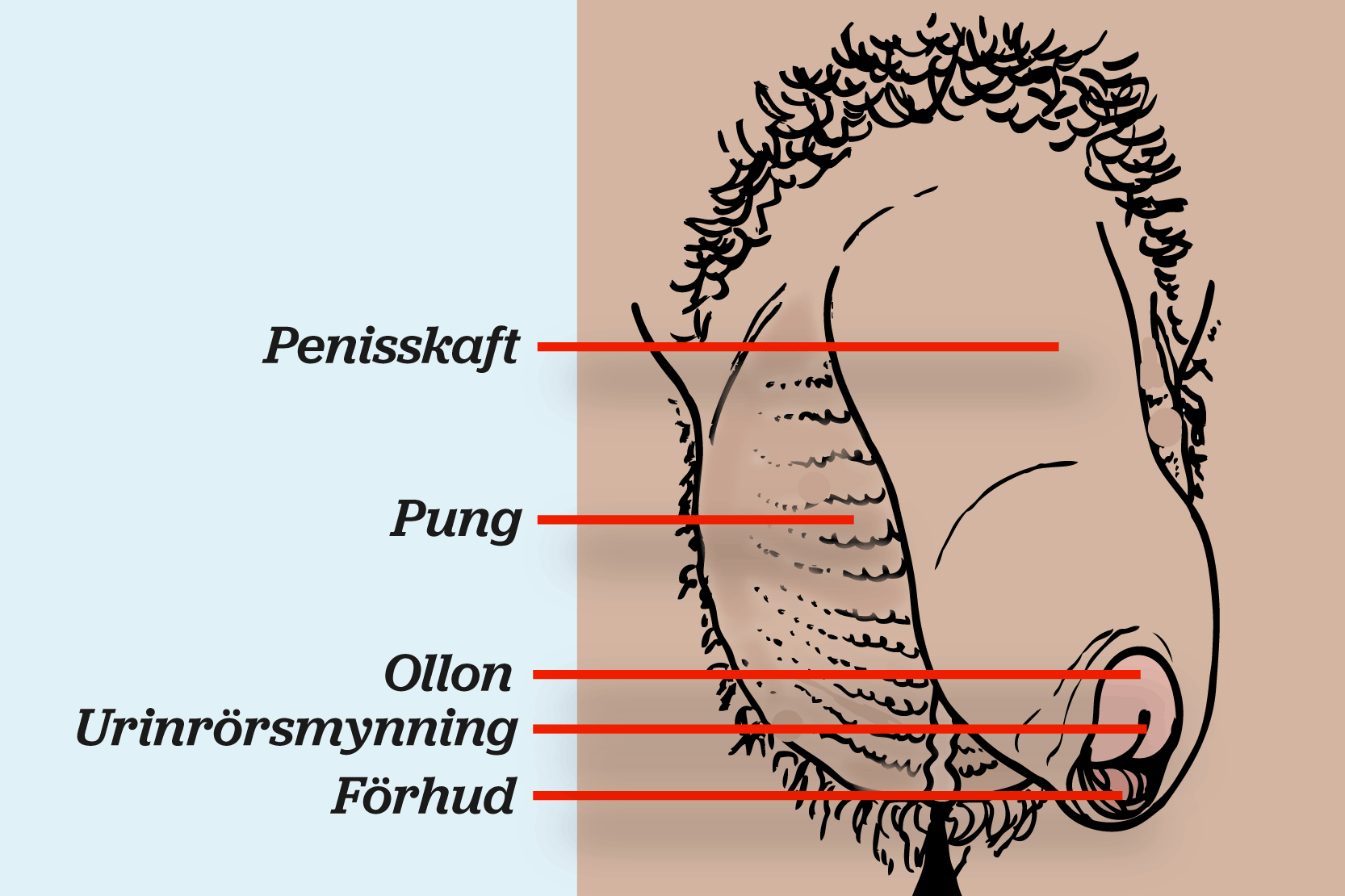 Penisens olika delar namnges.