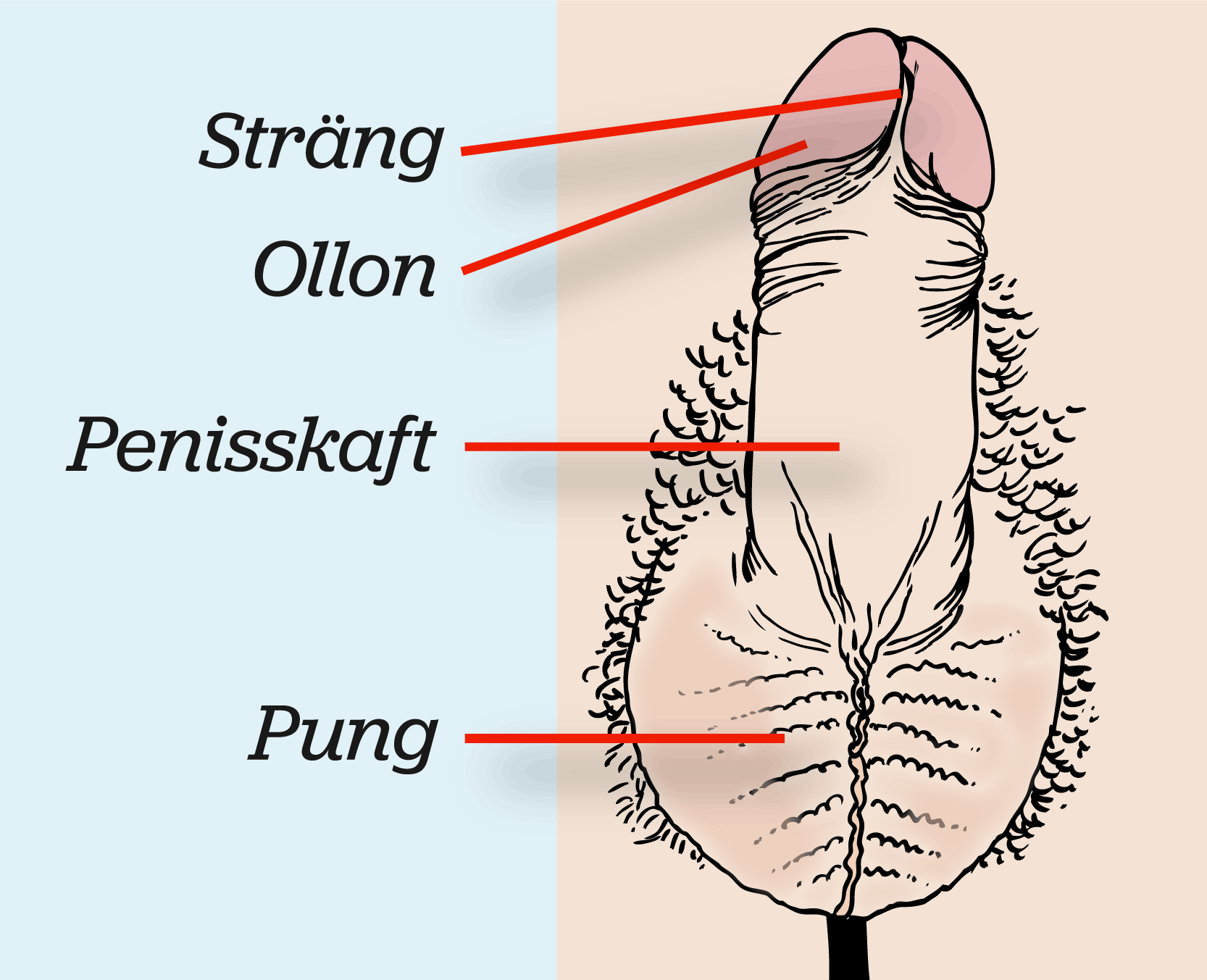 Anatomisk bild av en penis med ollon, sträng, penisskaft och pung, illustration.