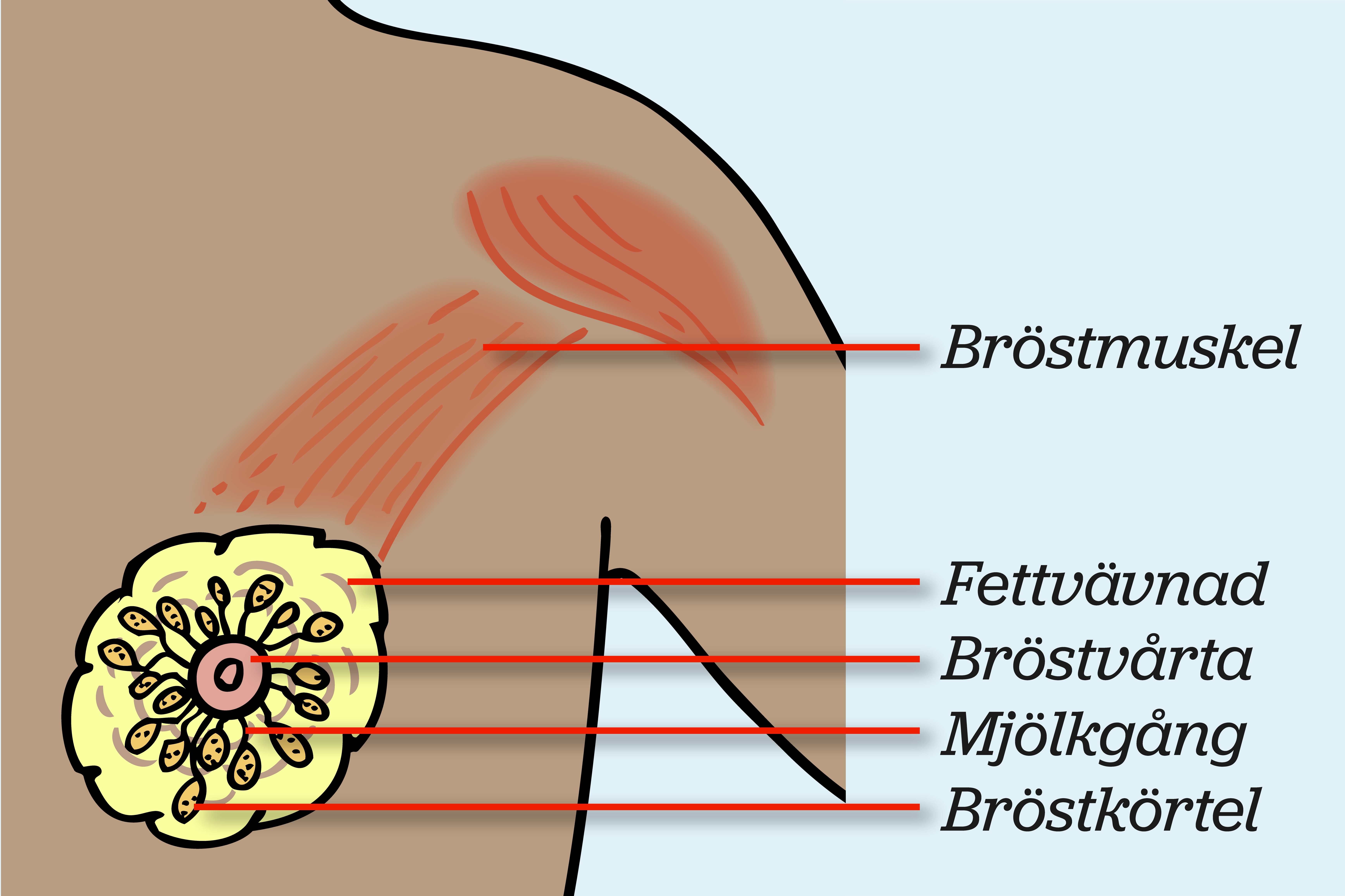 Inuti bröstet med streck som pekar ut olika delar, illustration.