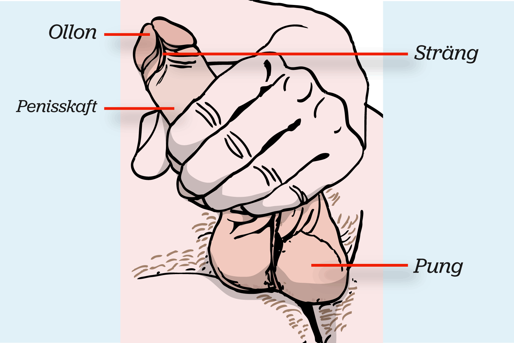 Penisens olika delar; ollon, sträng, penisskaft och pung. Illustration.