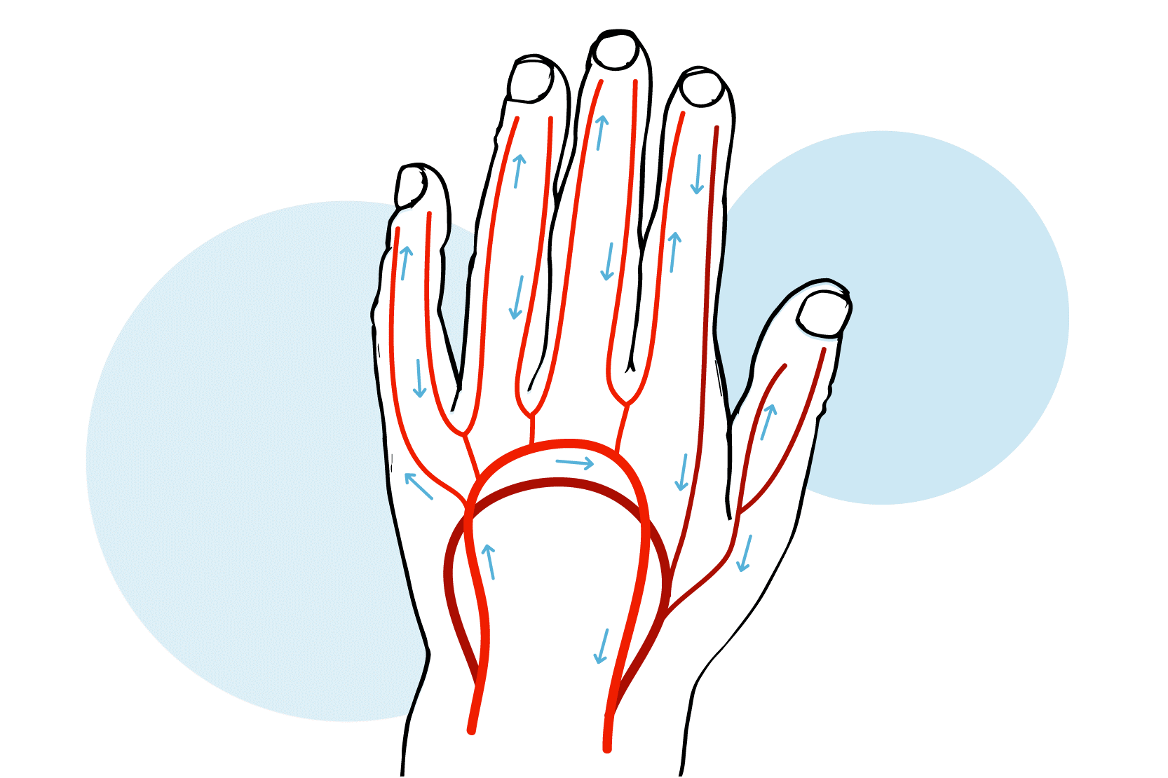 Genomskärning av en hand med blodkärl och pilar för blodcirkulation inritat. Illustration.