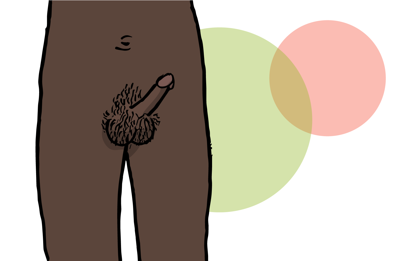 En penis som har stånd, illustration.