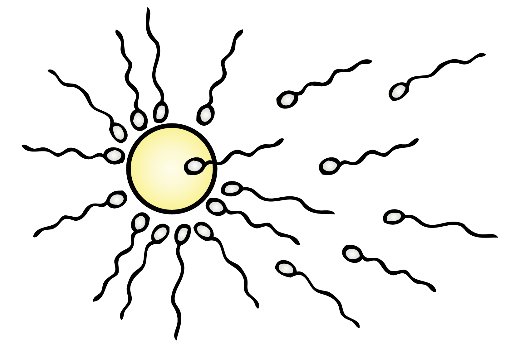 Ett ägg och många spermier, illustration.