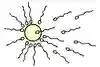 Ett ägg och många spermier, illustration.