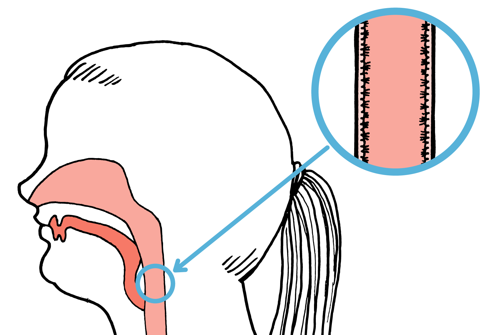 Genomskärning av halsen. Ett utsnitt som visar flimmerhår är förstorat. Illustration.
