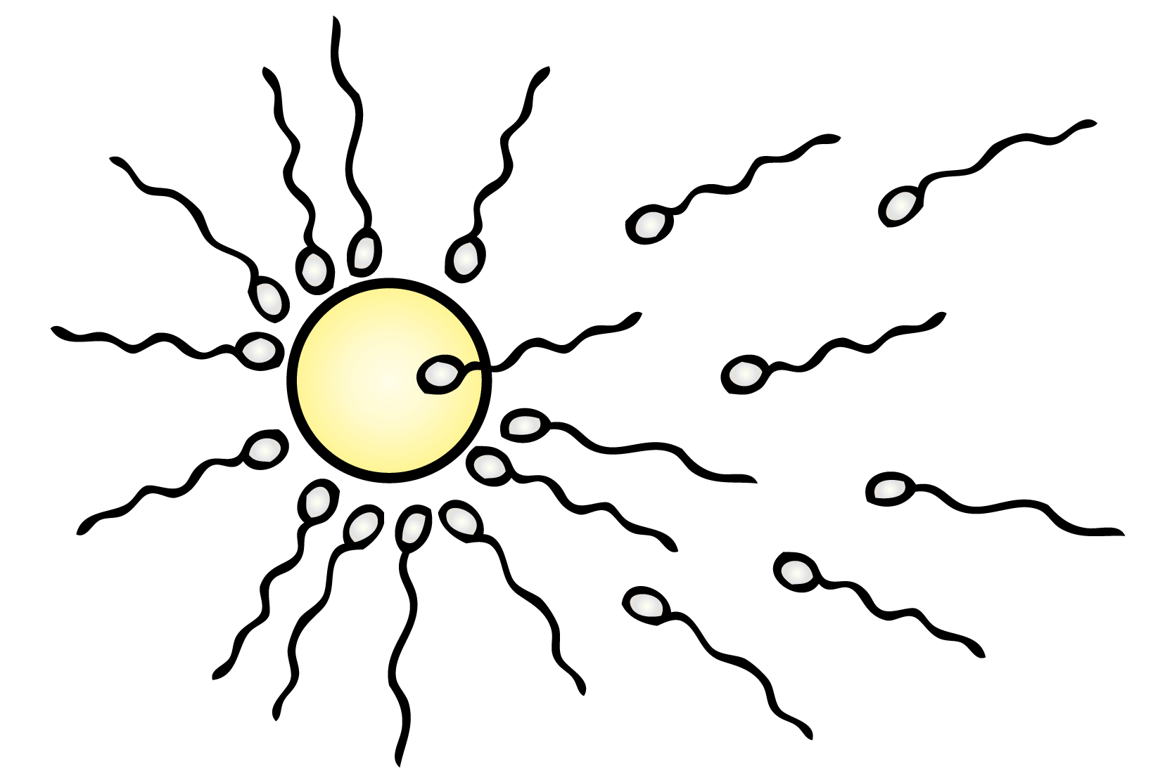 Spermier runt ett ägg, illustration.