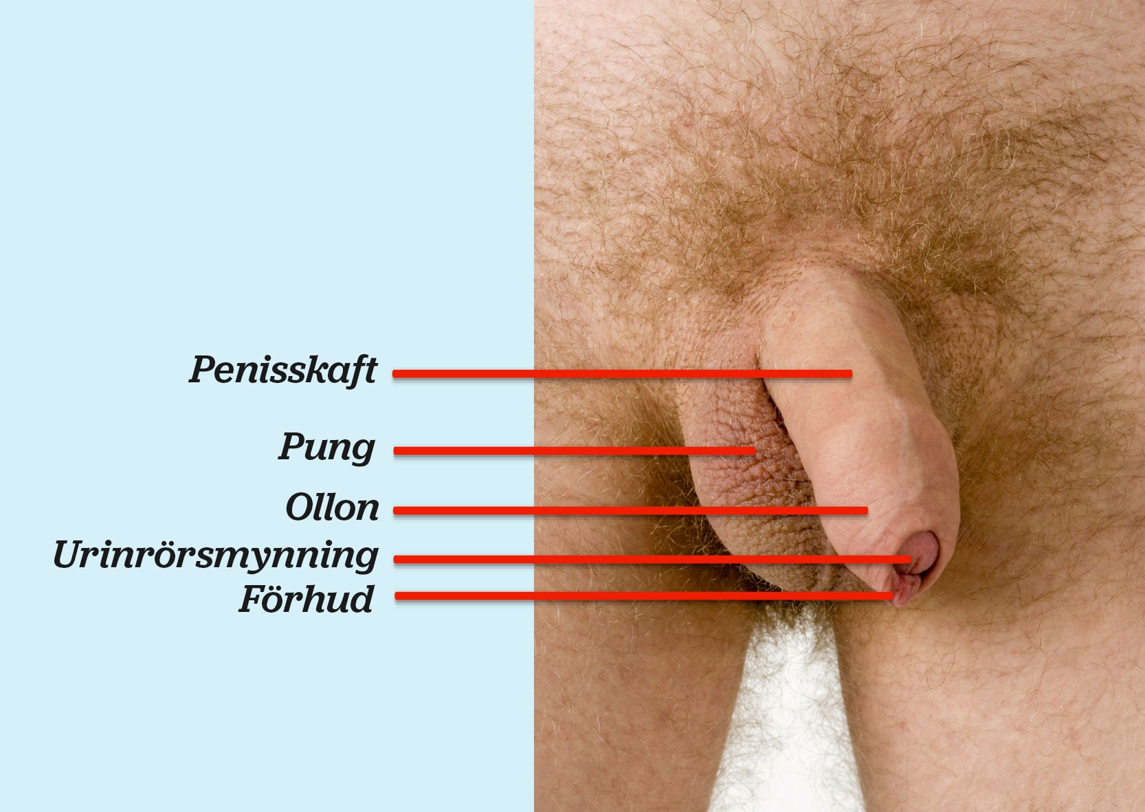 Fotografi av en penis med penisskaft, pung, ollon, urinrörsmynning och förhud utmärkt.