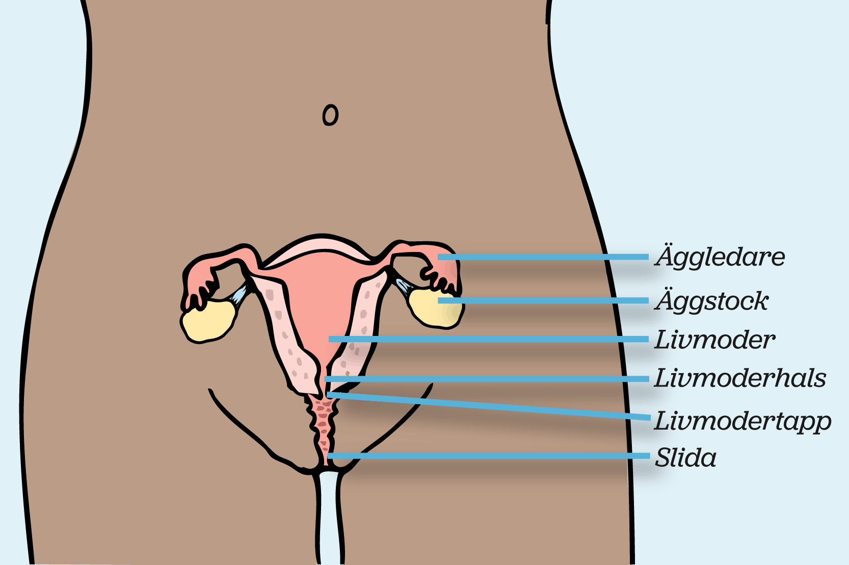 hpv och herpesz)