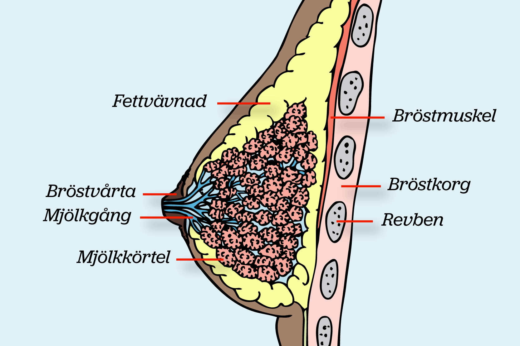 Anatomisk genomskuren bild av ett bröst från sidan. Illustration