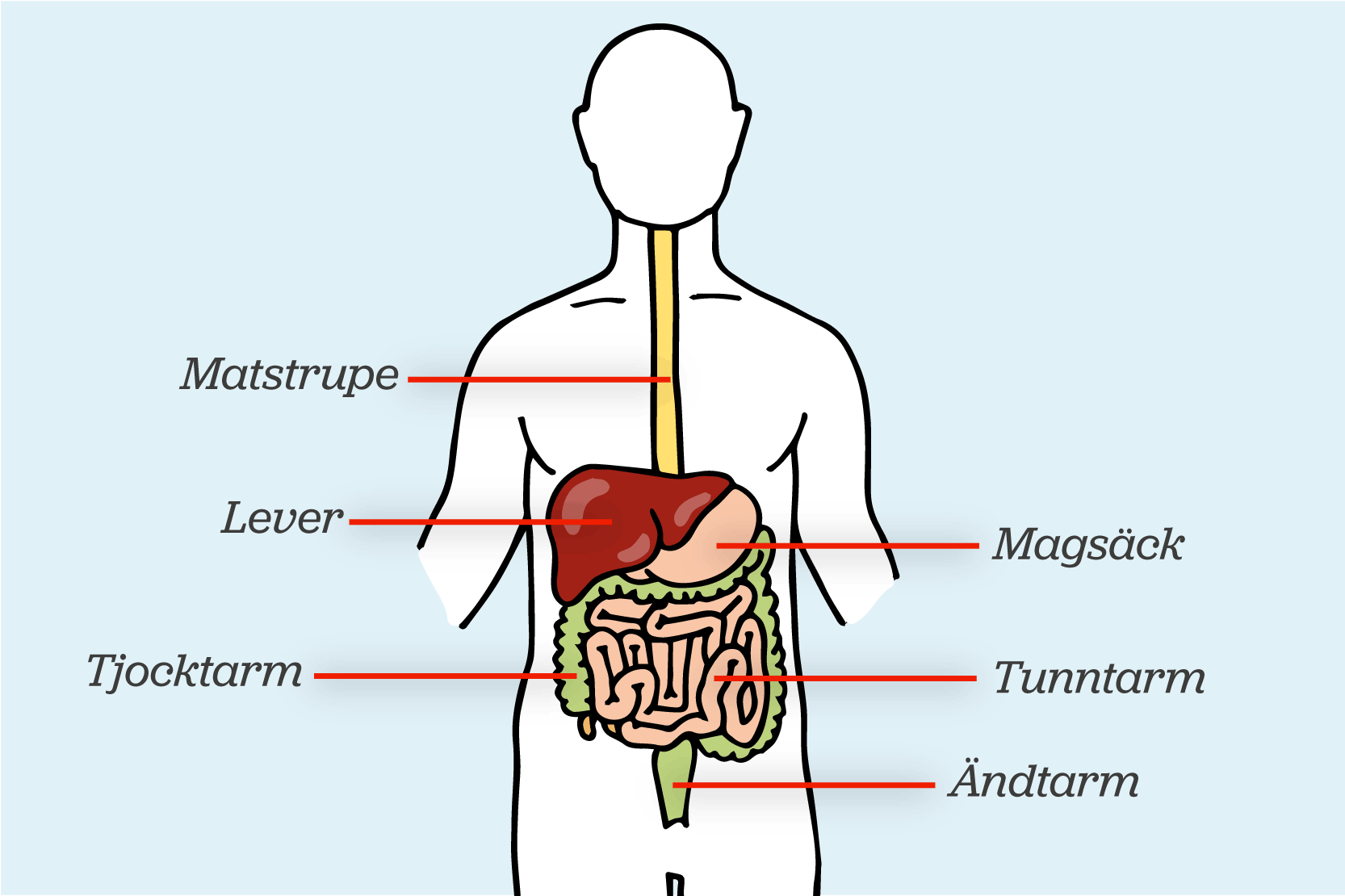 Kroppen innuti med matstrupe, lever, tjocktarm, magsäck, tunntarm och ändtarm. Illustration.