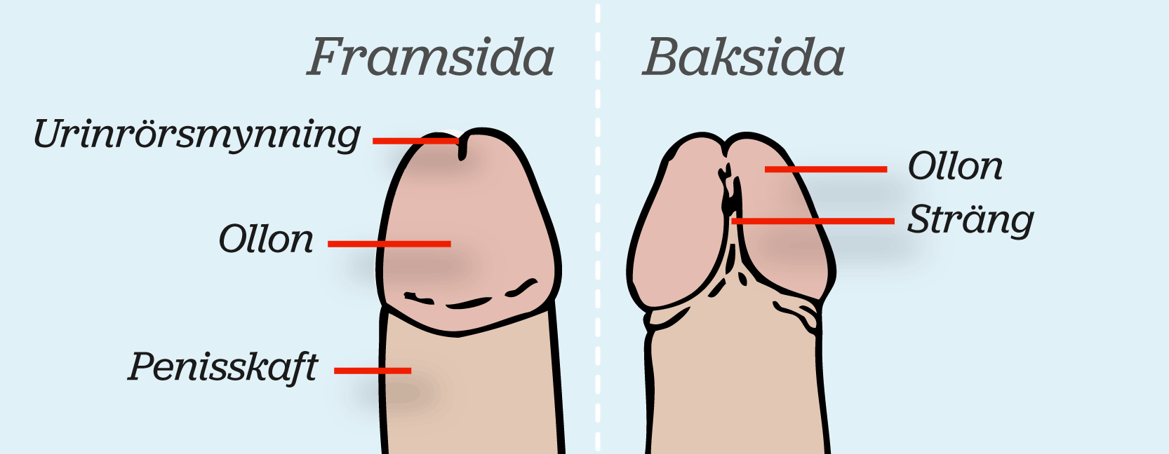 Bild av en penis som visar delarna penisskaft, ollon, urinrörsmynning och sträng, illustration.