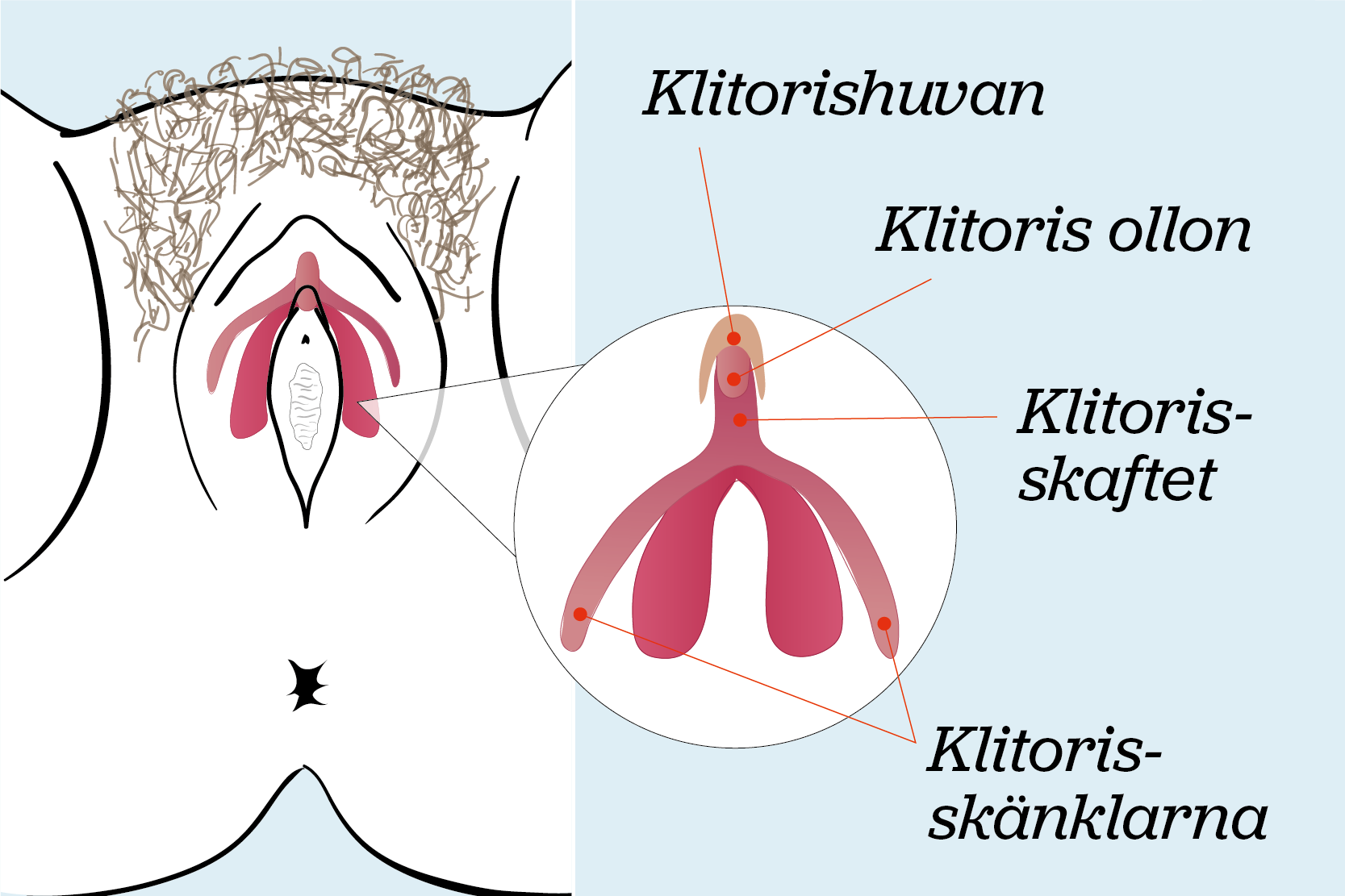 Klitoris delar och hur det ser ut inuti kroppen. 