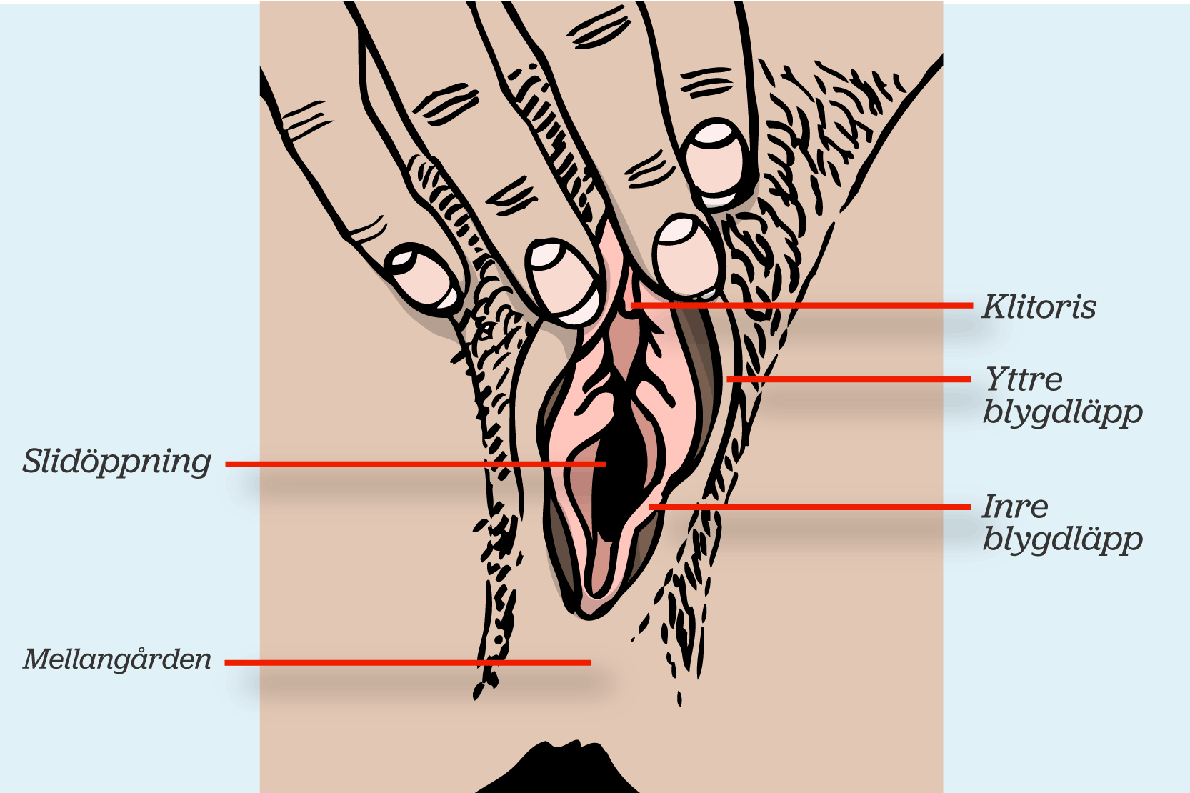 Snippans olika delar; klitoris, yttre blygdläpp, inre blygdläpp, slidöppning och mellangård. Illustration.