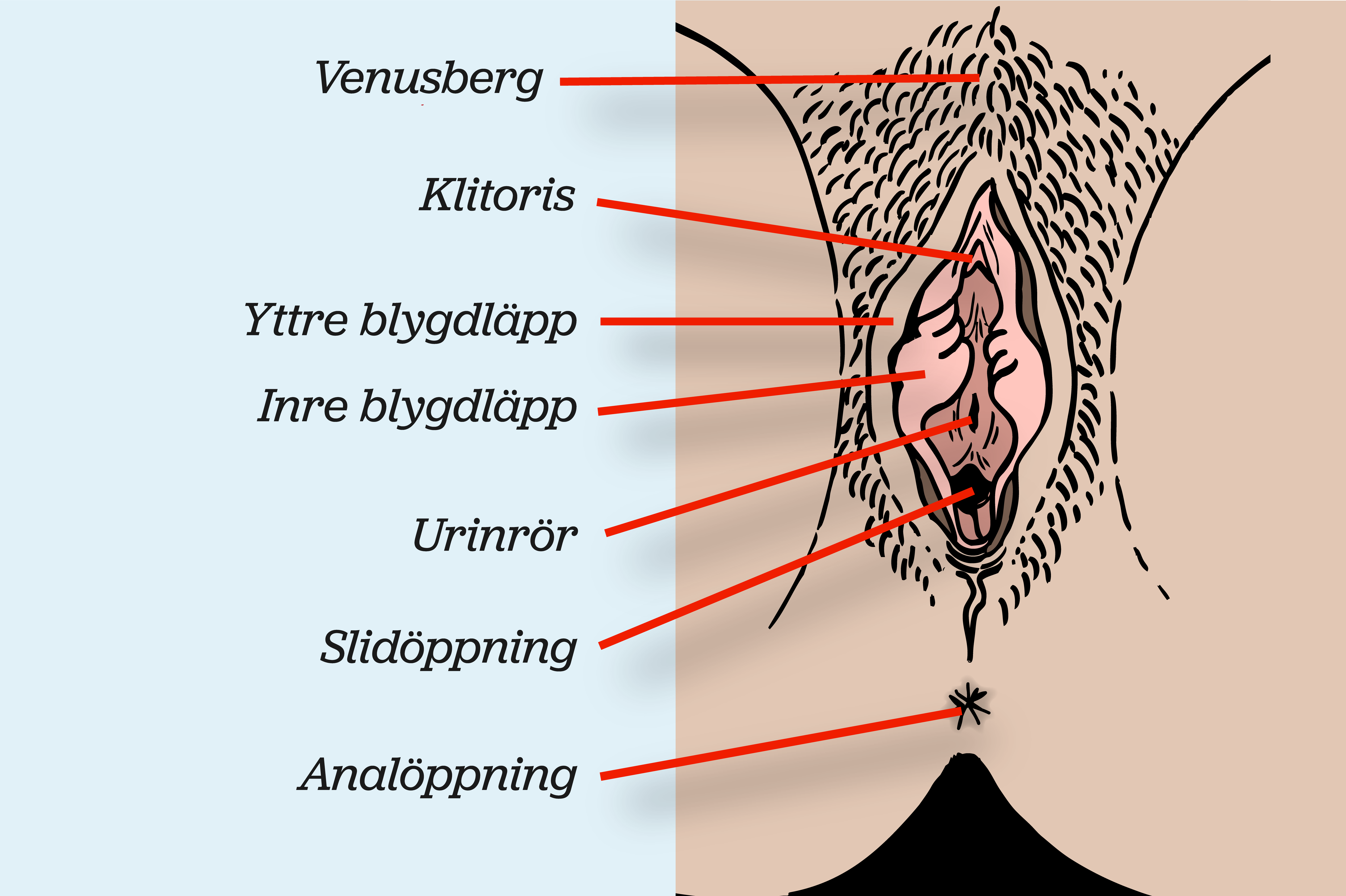 Snippans yttre delar: venusberg, klitoris, yttre blygdläppar, inre blygdläppar, urinrör, slidöppningen och analöppningen, illustration.