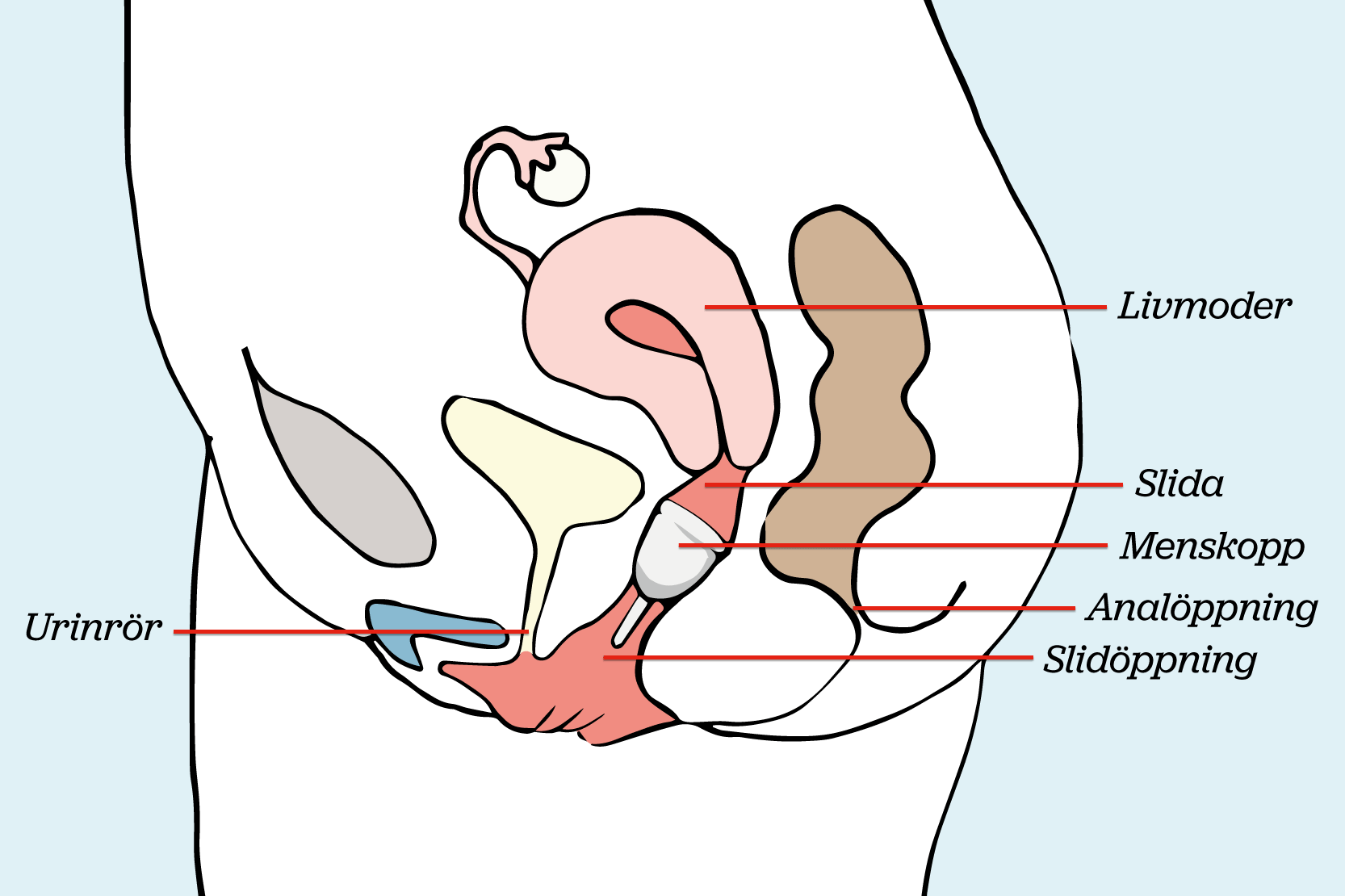 Underliv i genomskärning med en menskopp insatt. Bland annat är slidöppning, urinrör och analöppning utmärkta. Illustration.